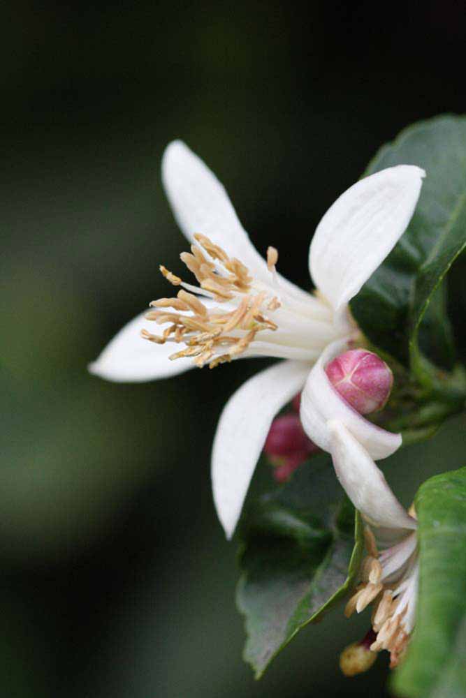              Flower (Limoneira 8-A, Riverside, CA)       